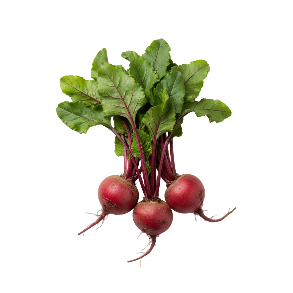 ჭარხალი